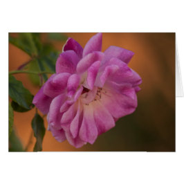 ほこりっぽいピンクローズ