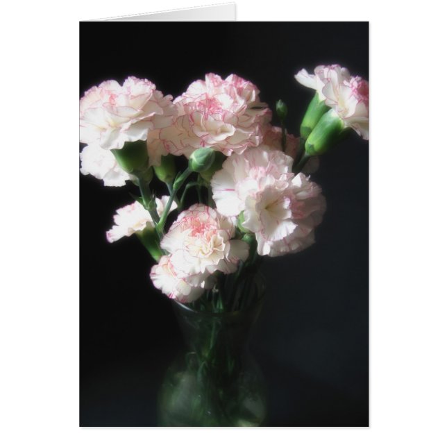 ほとんど白いカーネーション2 (正面)