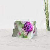 ほとんど紫のフューシャII シーズンカード (正面)