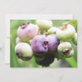 ほぼ熟した-ブルーベリー 招待状 (裏面)