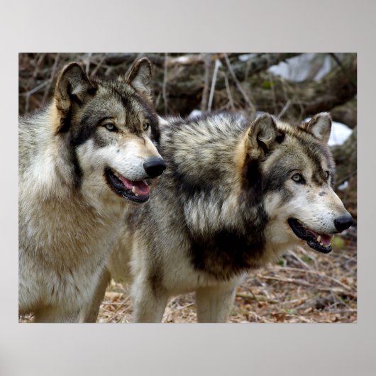 ほんの二匹の狼 ポスター (正面)