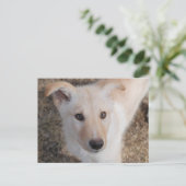 ぼやけた子犬 ポストカード (スタンド正面)