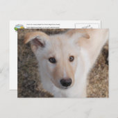 ぼやけた子犬 ポストカード (正面/裏面)