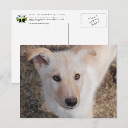 ぼやけた子犬 ポストカード (正面/裏面)