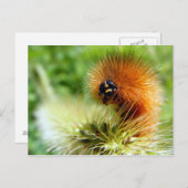 ぼやけた毛虫 ポストカード (正面/裏面)