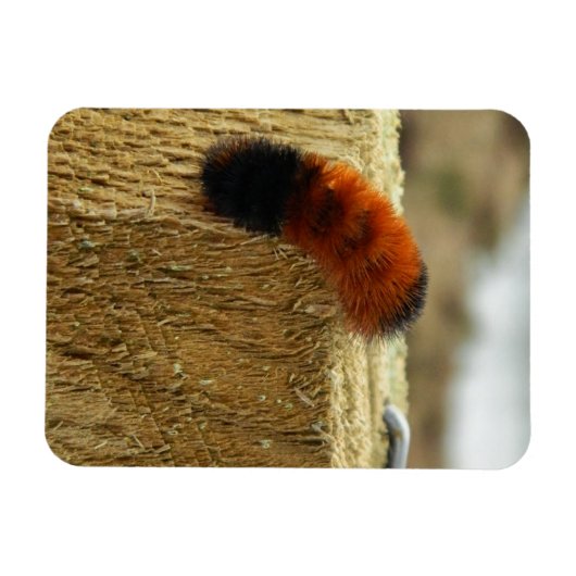 ぼやけた毛虫 マグネット (横)