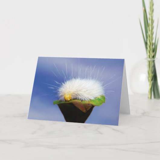 ぼやけた白い毛虫 カード (正面)