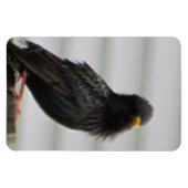 ぼやけた頭の鳥 マグネット (横)