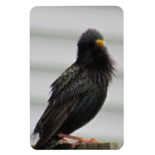 ぼやけた頭の鳥 マグネット (縦)