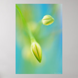 ぼやけ好奇心 ポスター