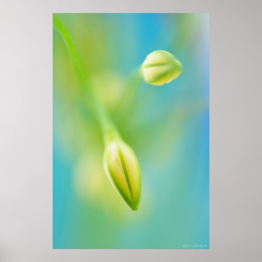 ぼやけ好奇心 ポスター (正面)