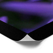 ぼやけ – カンパヌラ – 花の写真 ポスター (角)