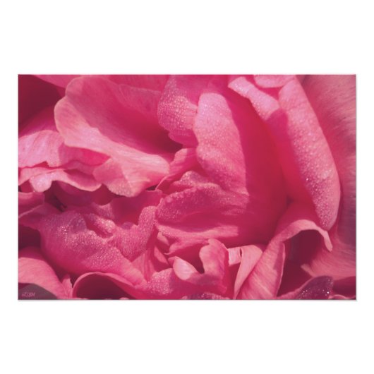 ぼんぼり牡丹の花の写真の拡大プリント フォトプリント            (正面)
