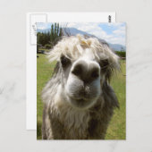 ぼんやりしたアルパカ ポストカード (正面/裏面)