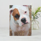 ぽっぺん 招待状 (スタンド正面)