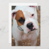 ぽっぺん 招待状 (正面/裏面)