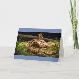 まぁ見えない! カード