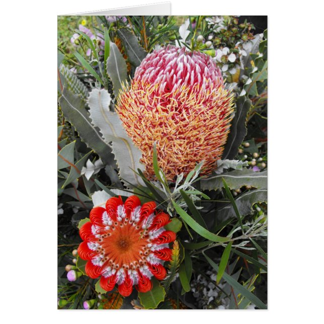 まきおよび深紅のバンクシア (正面)