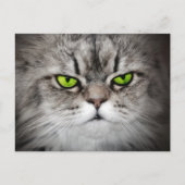 まじめな緑色の目をした猫 ポストカード (正面)