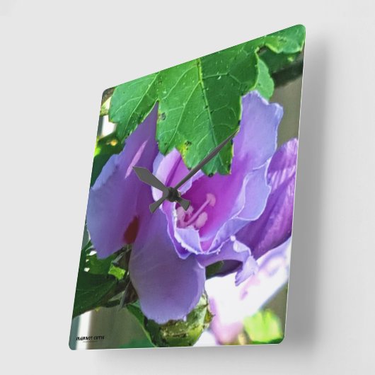 またはハイビスカスSyriacus紫色のムクゲ スクエア壁時計 (傾斜)