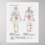 または人間中国の体経絡の概略 ポスター (正面)