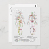 または人間中国の体経絡の概略 ポストカード (正面/裏面)