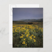 または、コロンビア川峡谷、ローエナ高原、トム ポストカード (正面/裏面)