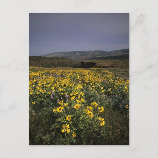 または、コロンビア川峡谷、ローエナ高原、トム ポストカード (正面)