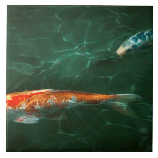 また違った魚の話 - 動物 - 魚 - コイ タイル (正面)