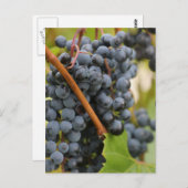 まだワインではない ポストカード (正面/裏面)