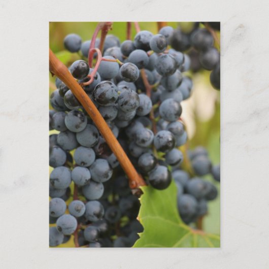 まだワインではない ポストカード (正面)