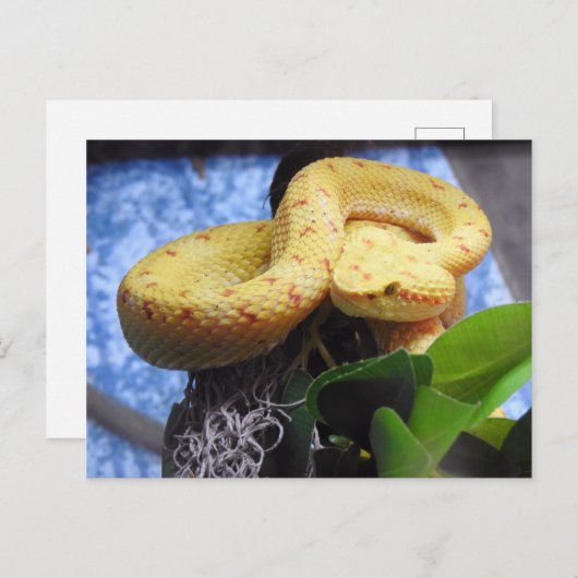 まつげの毒蛇 案内ポストカード (正面/裏面)