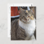 まばたき猫 ポストカード (正面/裏面)