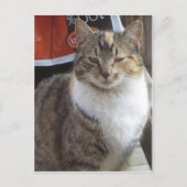 まばたき猫 ポストカード (正面)
