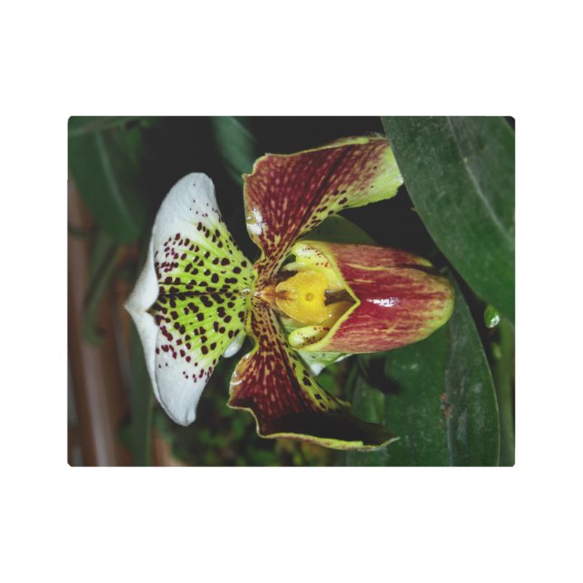 まばゆいオーキッドウォールメタルアート メタルプリント (正面)