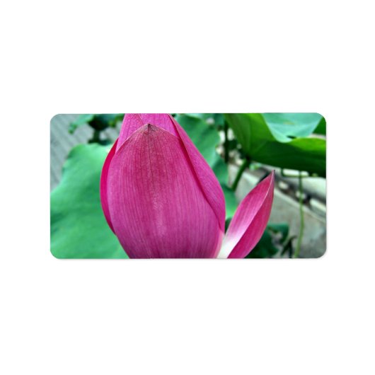 まばゆいピンクの蓮の花 ラベル (正面)