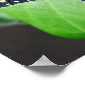 まばゆい蝶のポスター ポスター (角)