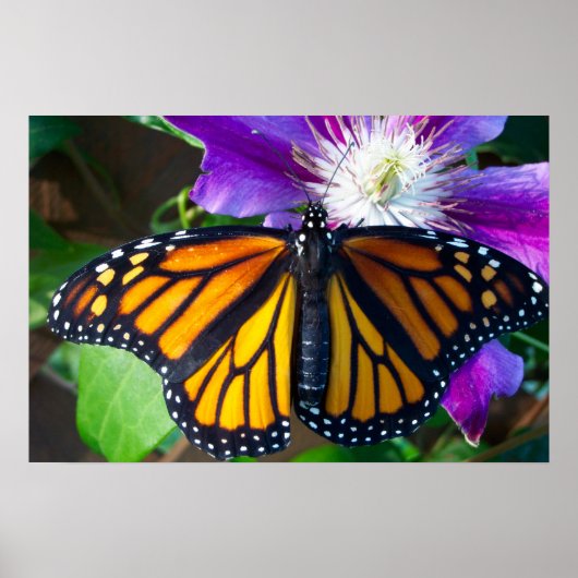 まばゆい蝶のポスター ポスター (正面)