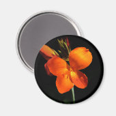 まぶしい蘭の磁石 マグネット (正面/裏面)