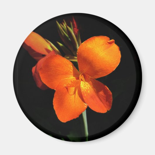 まぶしい蘭の磁石 マグネット (正面)