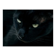 まるで黒いヒョウのように