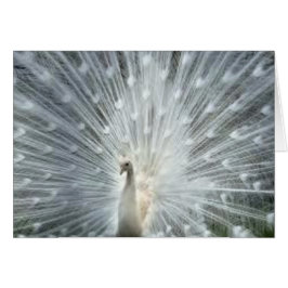 まれで白いインドの青い孔雀