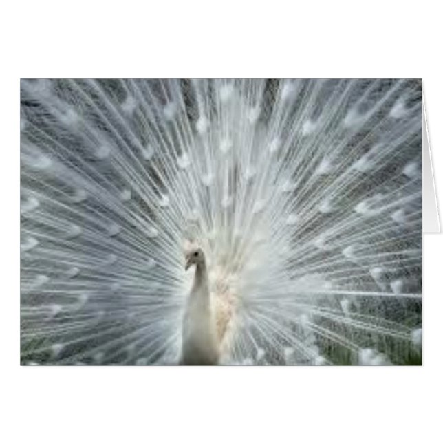 まれで白いインドの青い孔雀 (正面横)