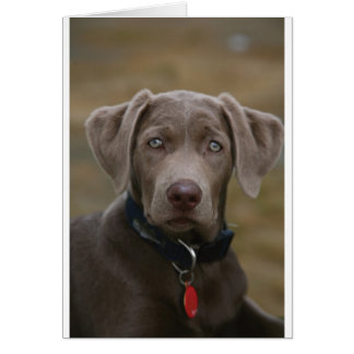 まれで軽い銀のラブラドル・レトリーバー犬