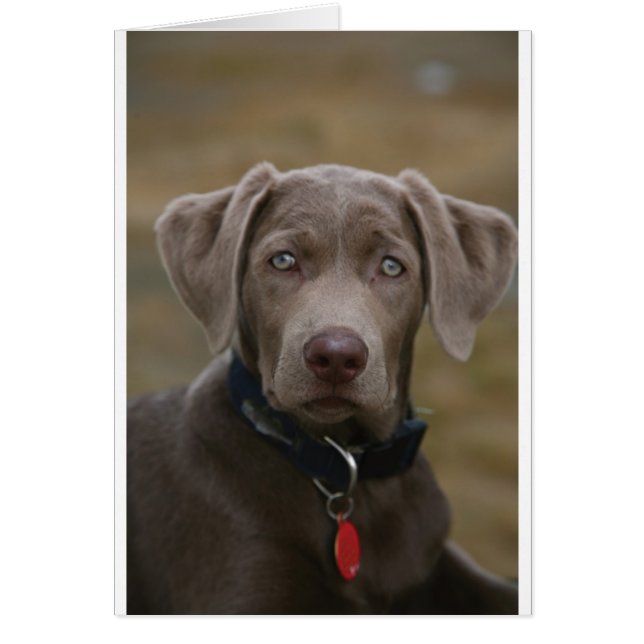 まれで軽い銀のラブラドル・レトリーバー犬 (正面)