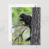 まれな発見 ポストカード (正面/裏面)