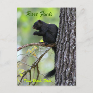 まれな発見 ポストカード