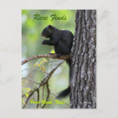 まれな発見 ポストカード (正面)