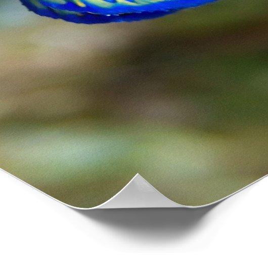 まんだらん魚 ポスター (角)