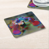 みかん魚コースターセット スクエアペーパーコースター (アングル)